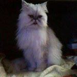 Profile Picture of Chris Parrilla (@chrisparrilla) on Instagram