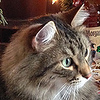Profile Picture of Fur, Feathers, and Flowers (@Fur, Feathers, and Flowers) on Flickr