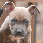 Profile Picture of devonte moore (@devontedolla) on Instagram