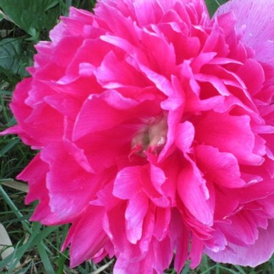 Profile Picture of Hazel Pearce (@hazelinherhome) on Twitter