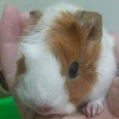 Profile Picture of Lin Min Ying (@lily518425) on Twitter