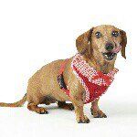 Profile Picture of Tina Bhargava Flores, CPDT-KA, KPA CSAT (@doggy_einsteins_training) on Instagram