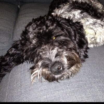 Profile Picture of Danielle Simmonds (@Dannydan007) on Twitter