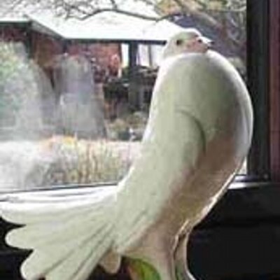 Profile Picture of Tony Hadfield (@thedovecot) on Twitter