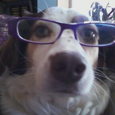 Profile Picture of Amanda Schwarzkopf (@akschwarzkopf) on Twitter
