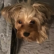 Profile Picture of Justin Dillard (@JustinDillard-dn9lg) on Youtube