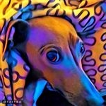 Profile Picture of Eloise Taft Briscoe (@siriusdolcerose1953) on Instagram