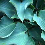 Profile Picture of Jade River (@thejaderiver) on Instagram