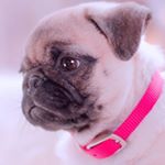 Profile Picture of Cierra Mcdaniel (@mcdaniel.cierra) on Instagram