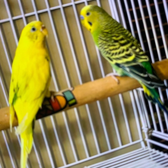 Profile Picture of Maarij Toor (@markmarktoys) on Poshmark