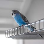 Profile Picture of Chip The Bird ~~ Murl (@chipthebird_) on Instagram