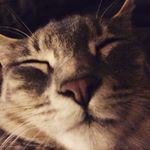 Profile Picture of Nora Scanlon (@cabora023) on Instagram