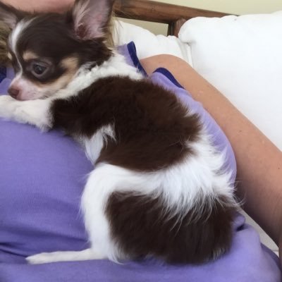 Profile Picture of Lisa Principato (@LisadawnP) on Twitter