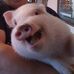 Profile Picture of Pork Chop (@pork.chop.524934) on Facebook