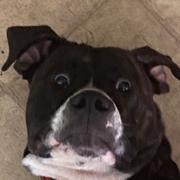 Profile Picture of Jackson Vanscoyk (@jacksonvanscoyk) on Poshmark