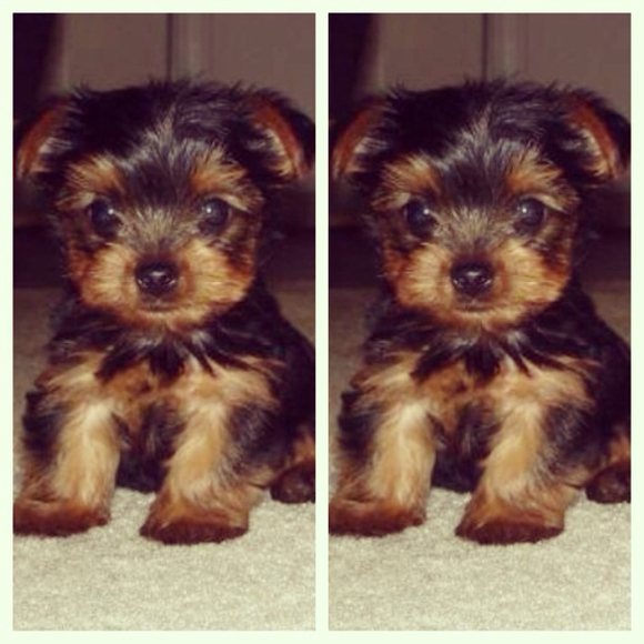 Profile Picture of Tiara Mccloud (@tmccloud83) on Poshmark