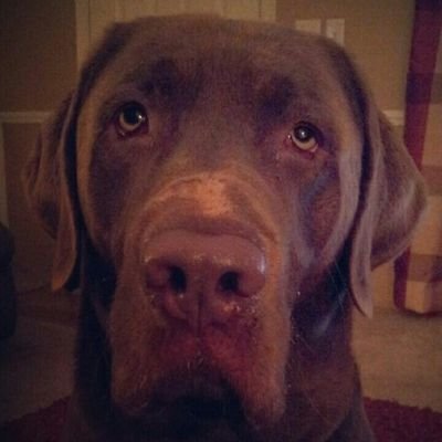 Profile Picture of Carol Anne Briley (@@AnneBriley) on Twitter