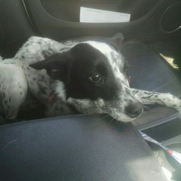 Profile Picture of Allison Deerwester (@a_deerwester) on Poshmark