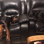 Profile Picture of Boland (@bolandrandall) on Instagram