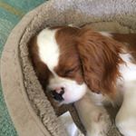 Profile Picture of Ginger Brown Shell (@the_queen_ginger) on Instagram