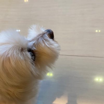 Profile Picture of Rene Chow (@Renechow22) on Twitter