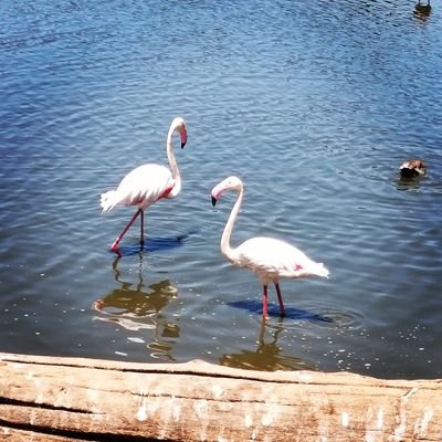 Profile Picture of Julia_haddad_2009 (@haddad_2009) on Twitter