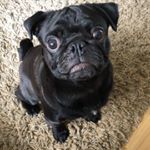 Profile Photo of Colin Baker (@colinthepug2018) on Instagram