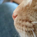 Profile Picture of carlos couto (@carlos couto) on Flickr