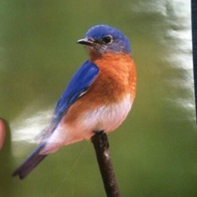 Profile Picture of Curtis Burns (@ohmyeffindog) on Twitter