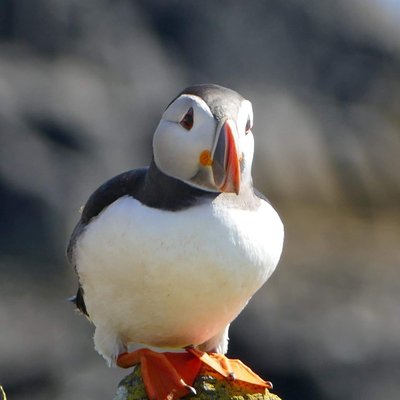 Profile Picture of Shiela Campbell (@campbellsasylum) on Twitter