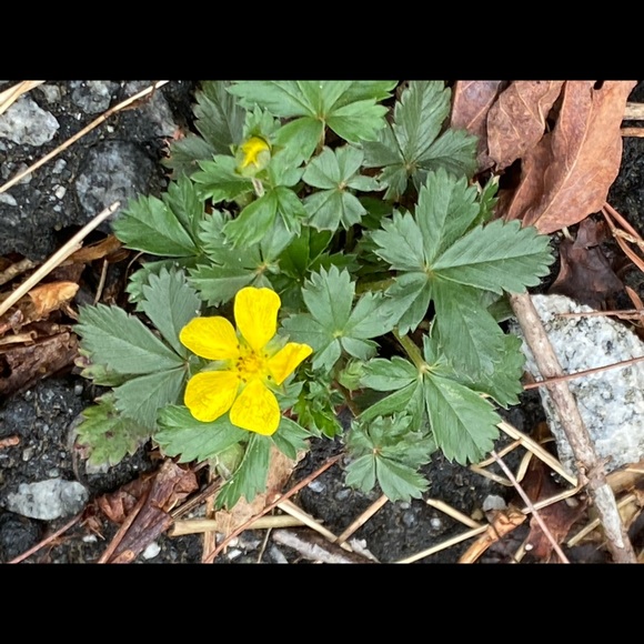 Profile Picture of Julie Condren (@juliecondren) on Poshmark