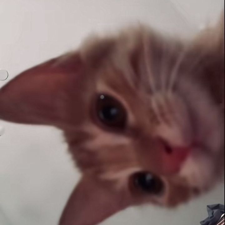 Profile Picture of floretaaa (@cribadge) on Tiktok