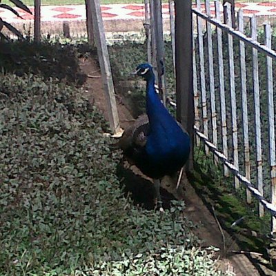 Felix Efrain Pinzon - Twitter Profile Picture of Felix Efrain Pinzon (@gopife01) on Twitter