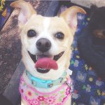 Profile Picture of Addison Mckenzie ☼ Chihuahua (@addisonmckenziechihuahua) on Instagram