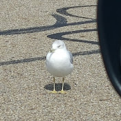 Profile Picture of Jamin Davis (@GetPlayedRat) on Youtube