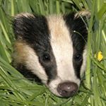 Profile Picture of the_badger_guy (@the_badger_guy) on Instagram