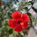 Profile Picture of Kelli Hancock Hampton (@hamptonkelli) on Instagram