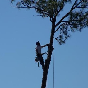 Profile Picture of David Baransky (@treegod1) on Myspace