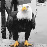 Profile Picture of Steve Hennessey (@stevehennn) on Instagram