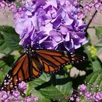 Profile Picture of Renee Guiles-wendt (@renee-guiles-wendt) on Quora