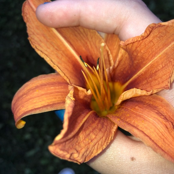 Profile Picture of Hannah Confalone (@hannahconfalone) on Poshmark