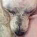 Profile Picture of Joan Liebold-Oliver (@joaneoliver) on Pinterest