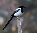 Profile Picture of Magpie - Wikipediaon Wikipedia
