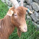 Profile Picture of Nebber (@ben.robertson111) on Instagram