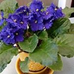 Profile Picture of Joette Meyer Haydu (@joettehaydu) on Instagram