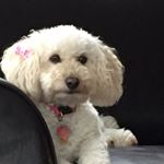 Casey Belle - Instagram Profile Picture of Casey Belle (@caseybellegoldendoubledoodle) on Instagram