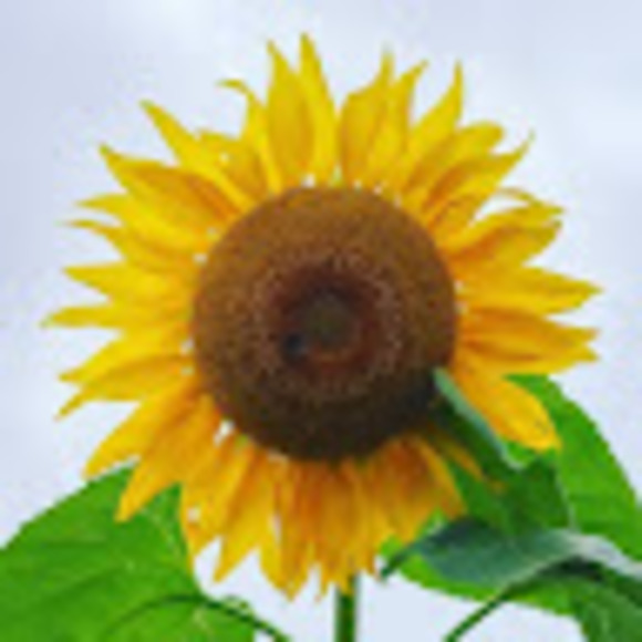 Profile Picture of Stacy Engbarth (@stacye513) on Poshmark