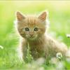 Profile Picture of Paul Hand (@kind.cats) on Tiktok