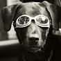 Profile Picture of GracieBlackDog (@@GracieBlackDog) on Tiktok