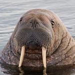 Profile Picture of James Pasion (@ssbpasion) on Instagram